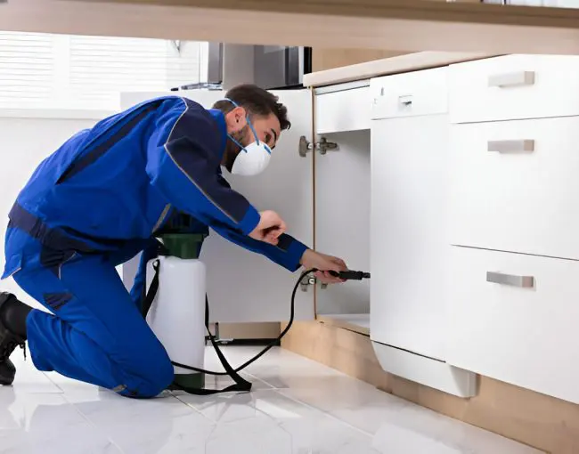 5 Essential Techniques for Termite Free House